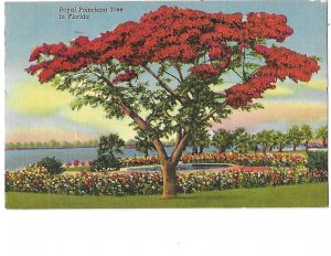 Royal Poinciana Tree in Florida Mailed 1960