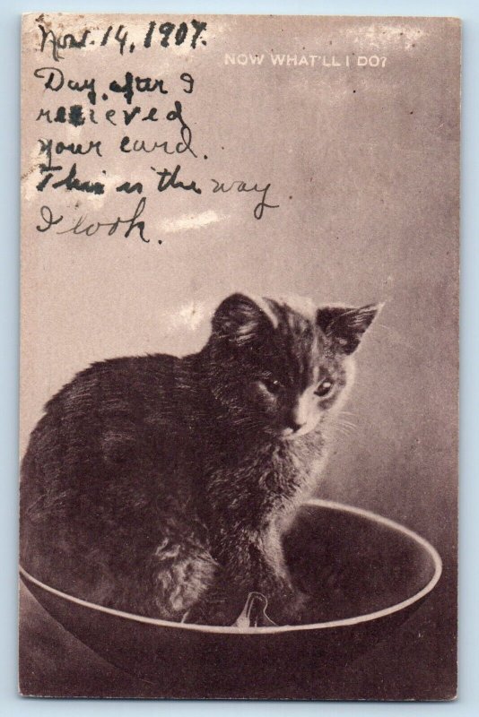 Emmette Idaho ID Postcard Cat Kitten In Bowl What'll Do 1907 Posted Antique