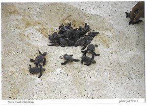 Green Turtle Hatchlings Heading for Open Sea Cayman Islands 4 by 6