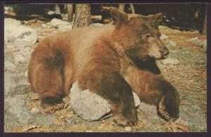 Black Bear,Yosemite Postcard