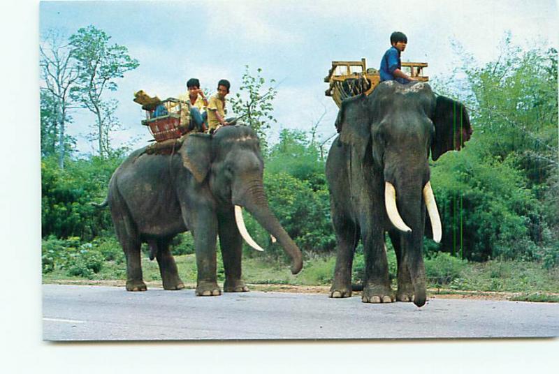 Postcard Elephants North Thailand Children Elephant Saddle tusk   # 3681A