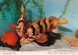 Canada Victoria Banded Rock Fish Undersea Gardens Inner Harbour