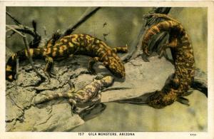 AZ - Gila Monsters