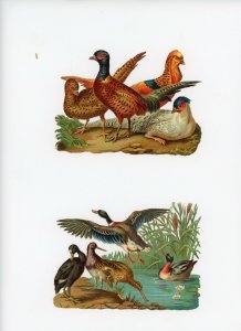 1880's Lot Of 4 Wild Game Birds Die Cut Victorian Scrap X292 