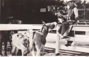 RP; DETROIT, Michigan, 1930's; Pigmy Burros/Donkeys , Detroit Zoological Park