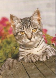 Cats. Grey mackerel tabby  Modern German artist photo postcard