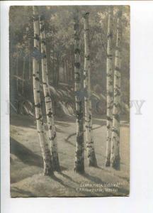 262475 RUSSIA Kryzhitsky birch 1911 year RPPC Gatchino Gagino