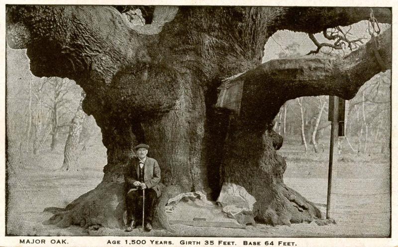 UK - England, Sherwood Forest. Major Oak