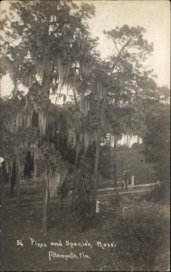 Altamonte Florida FL Pines & Spanish Moss 1913 Real Photo Postcard