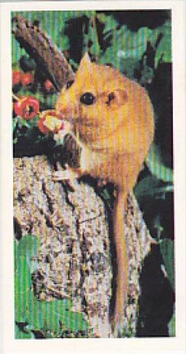 Brooke Bond Vintage Trade Card Woodland Wildlife 1980 No 14 Dormouse