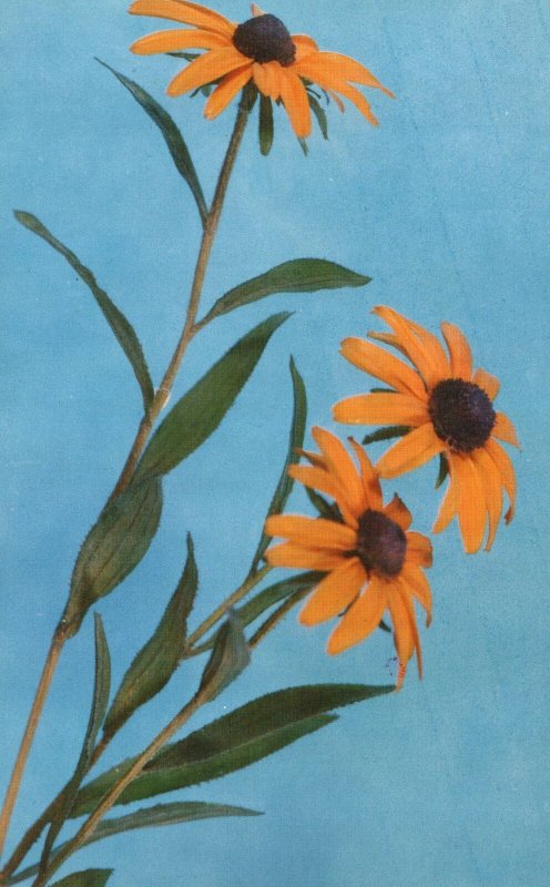 Vintage Postcard Rudbeckia Hirta Linn. Black-Eyed Susan Wild Flower Quebec & Ont