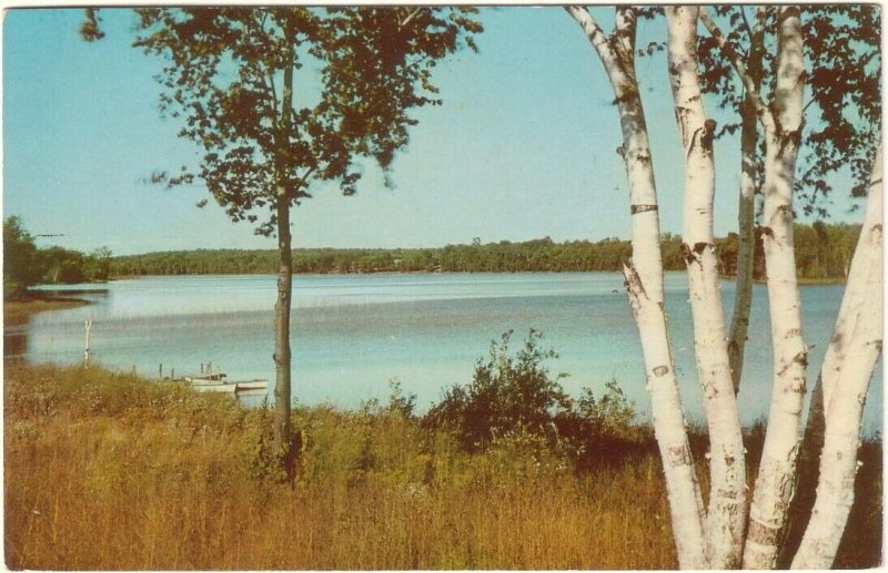 Birch Trees, Lake Scene, Vintage Chrome Postcard