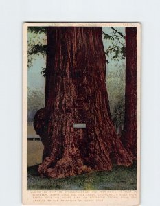 M-220713 Jumbo Santa Cruz Big Tree Grove California USA