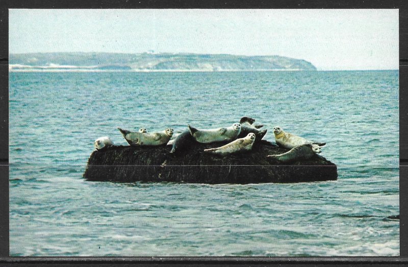 Rhode Island, Block Island - Mohegan Bluffs - Winter Visitors - [RI-127]