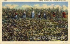 Sugar Canes, Louisiana Farming Postcard Post Card  Sugar Canes, Louisiana USA