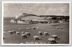 Sheep Grazing Freshwater Bay Isle of Wright RPPC Merwood Photo Postcard M34