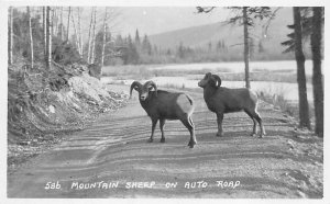 Mountain Sheep on Auto Road Sheep Unused 