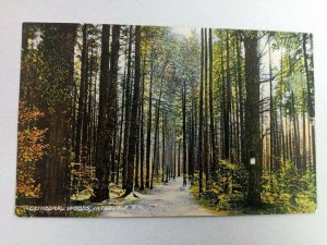 Intervale NH-New Hampshire. Cathedral Woods Path Lined Trees Vintage Postcard