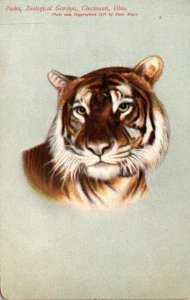 Ohio Cincinnati Zoological Garden Pasha The Tiger