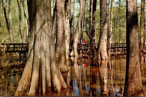 Mississippi Natchez Trace Parkway Cypress Swamp