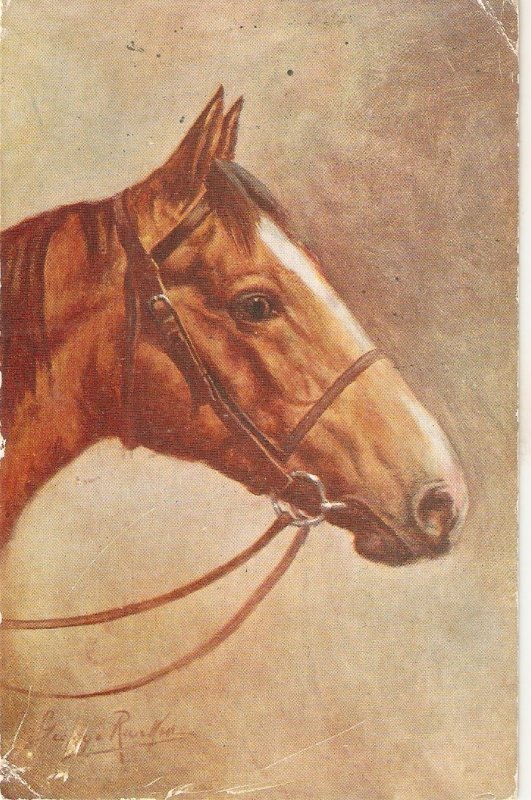 George Ranking. Head of Horse Nice vintage Salmon postcard