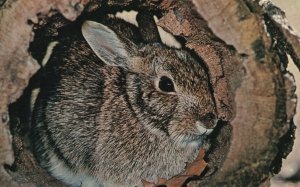 Vintage Postcard Cottontail Rabbit Big Game of the Small Boy Game Animal Mich