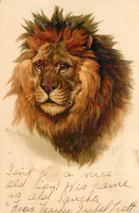 Tuck Postcard Animal Studies 6713 Embossed Lion Helena Maguire S/A
