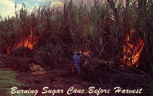 Burning Sugar Cane Before Harvest in Hawaii