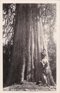 Men With Giant 20 Foot Cedar Tree Western Washington Real Photo