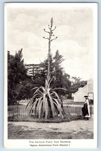 Mexico Postcard The Century Plant Kew Gardens Agave Atrovirens c1905