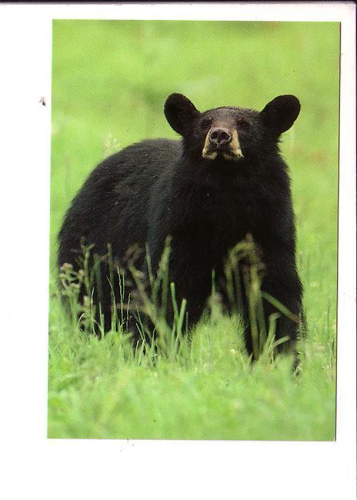 Black Bear, North American Wildlife