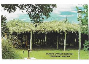 The World's Largest Rose Bush Tombstone Arizona Lady Banksia