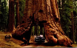 California Yosemite National Park Wawona Tunnel Tree