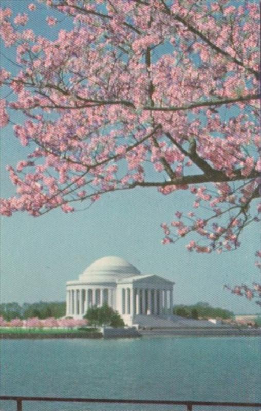 Washington D C Jefferson Memorial and Cherry Blossoms