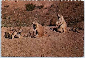 Postcard - Prairie Dogs