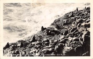 Sea Lions Sunning on Rocks real photo Seals 1950 