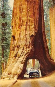WAWONA TUNNEL TREE Mariposa Grove of Big Trees Yosemite c1950s Vintage Postcard