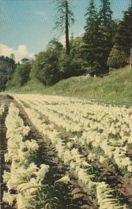 Oregon Chetco Valley Easter Lily Farm 1959