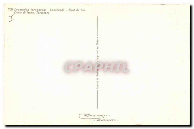 Old Postcard Fantasy Flowers Dandelion