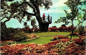 North Carolina Wilmington Orton Plantation Gardens