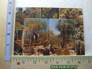 M-0445 Desert Flora of Nevada