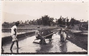 RP: Malang, Indonesia, 20-40s ; Men plowing rice field