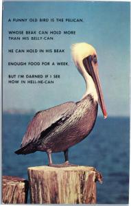 Pelican in Florida - A Funny Old Bird is the Pelican