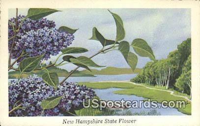 Purple Lilac in State Flower, New Hampshire