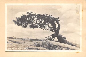 Lone Pine on Sentinel Dome picture glued on paper, non  backing Misc Californ...