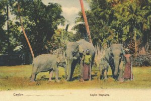 Sri Lanka Ceylon Elephants Vintage Postcard 03.70