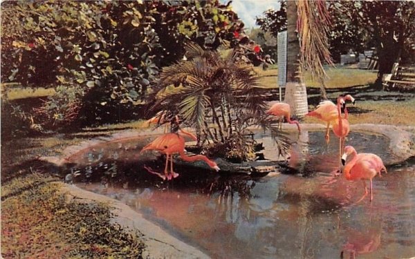 Tropical Florida's Graceful Flamingos