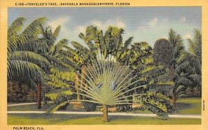 (Ravenala Madagascariensis) Florida, USA