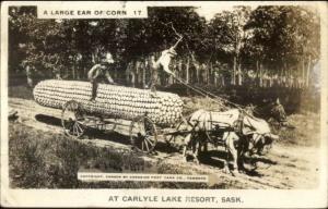 Lake Resort Saskatchewan Giant Corn Exaggeration Real Photo Postcard