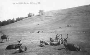 Mikasa Nara Japan Mountain Narapark Deer Real Photo Antique Postcard J79749